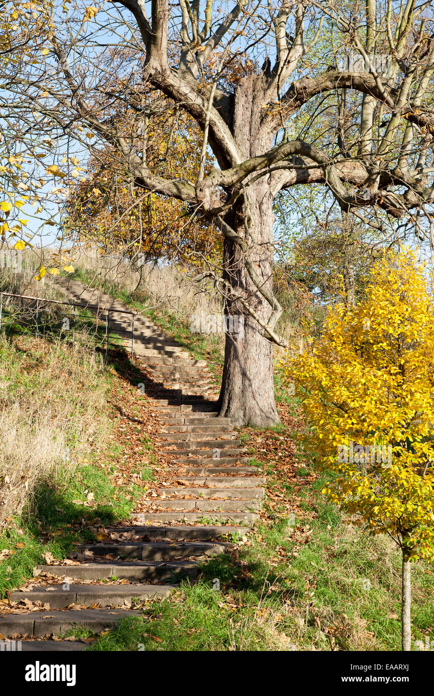 Sentier menant au-delà d'un arbre en automne. Banque D'Images