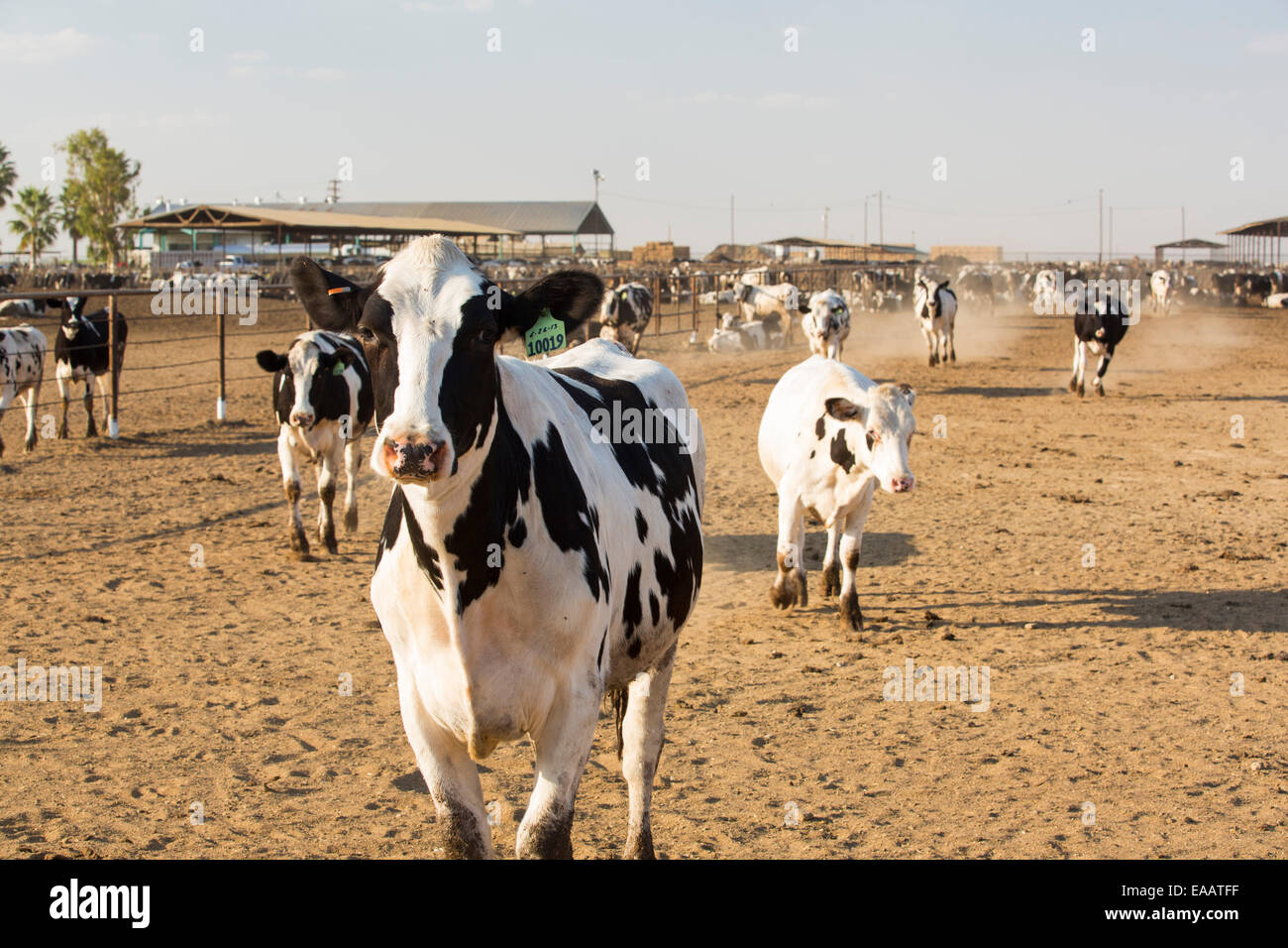 Une ferme laitière dans la vallée centrale de la Californie, qui est en proie à une longue sécheresse de quatre ans. La sécheresse catastrophique signifie qu'aucune culture n'augmentera sans l'eau d'irrigation de plus en plus rares. De nombreuses zones de terres agricoles ont été abandonnées en raison de la sécheresse. Le fourrage pour les vaches doit être importé à l'augmentation des coûts, en tant que pas d'herbe est de plus en plus sur l'exploitation. Banque D'Images