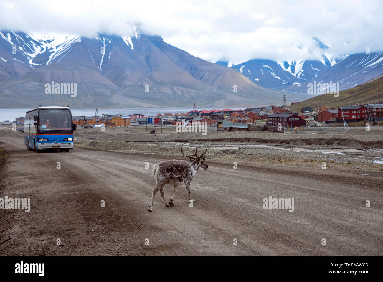 Renne du Svalbard qui traversent la route à Longyearbyen ville Banque D'Images