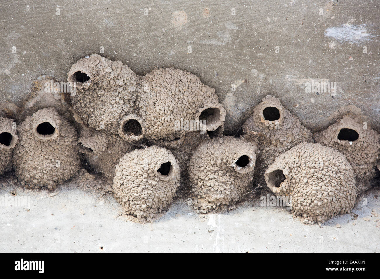 Petrochelidon pyrrhonota Hirondelle, nids, sur le dessous d'un pont à travers la rivière Kern à Bakersfield, Californie, USA. Banque D'Images