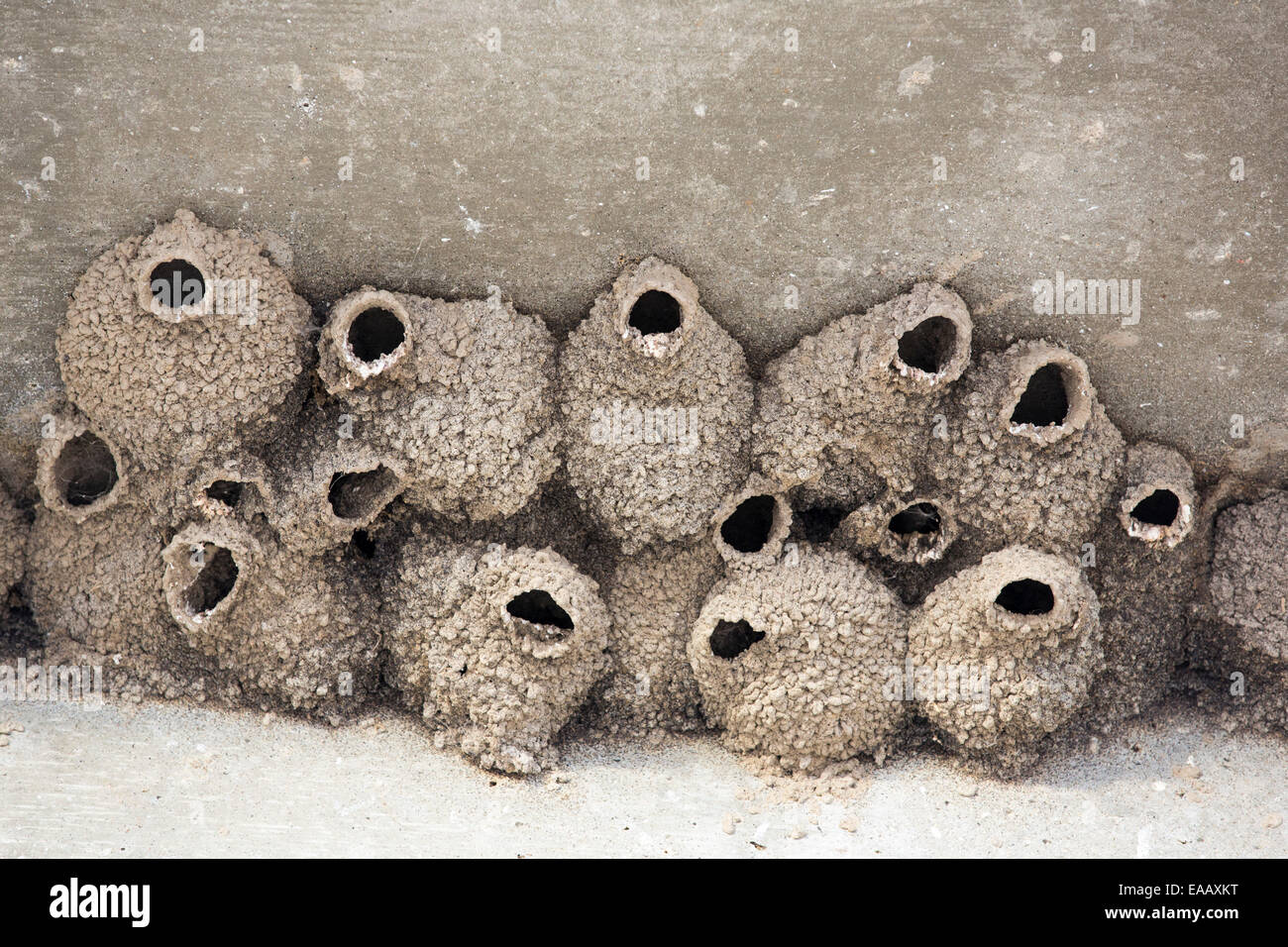 Petrochelidon pyrrhonota Hirondelle, nids, sur le dessous d'un pont à travers la rivière Kern à Bakersfield, Californie, USA. Banque D'Images