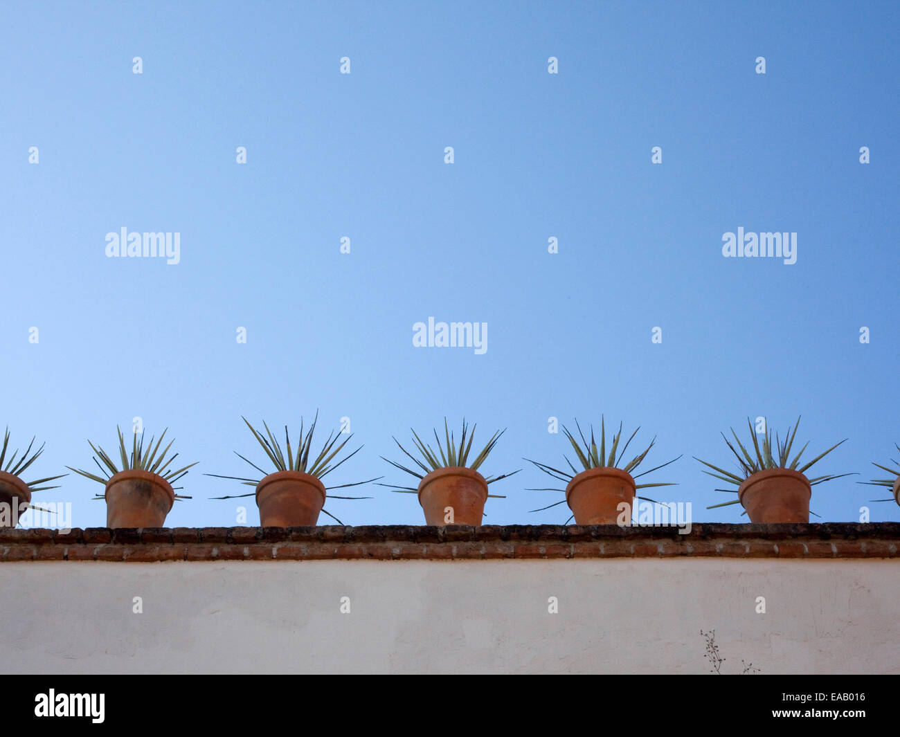 Plantes d'Agave dans le jardin sur le toit Banque D'Images