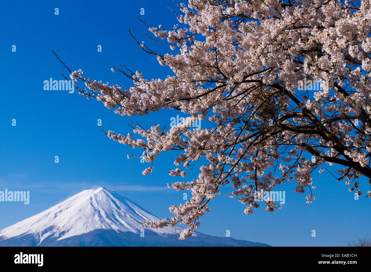 M't Fuji et Cherry Tree in lake kawaguti Banque D'Images