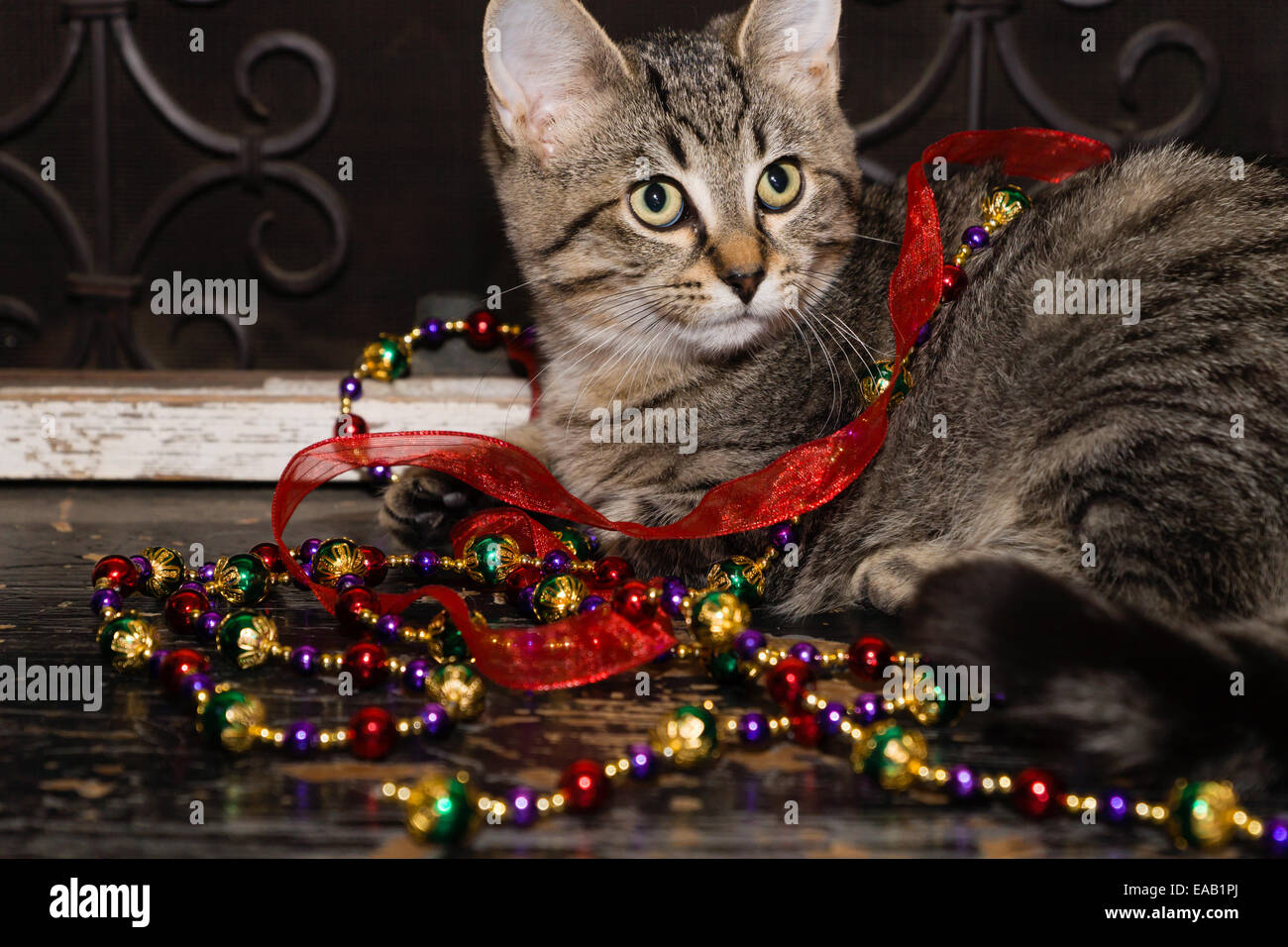 Un chaton joue avec ruban rouge et perles garland. Banque D'Images