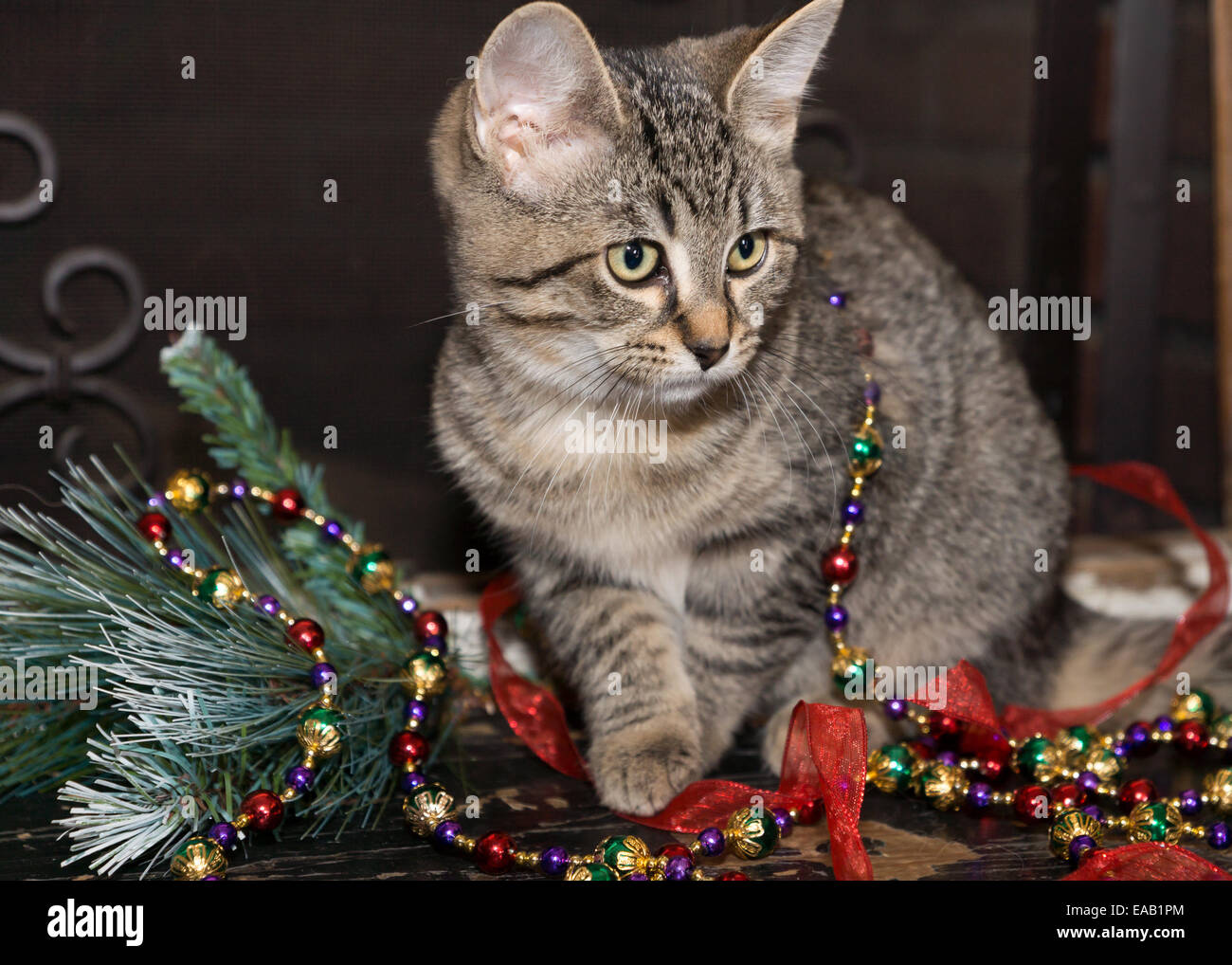Maison de vacances garland et les rubans sont jouées par un jeune chaton. Banque D'Images