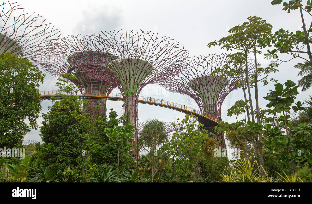 Upertrees', 'simmenses jardins verticaux reliés par high skyway ci-dessus parmi une végétation dense de Singapour au vaste Gardens By The Bay Banque D'Images