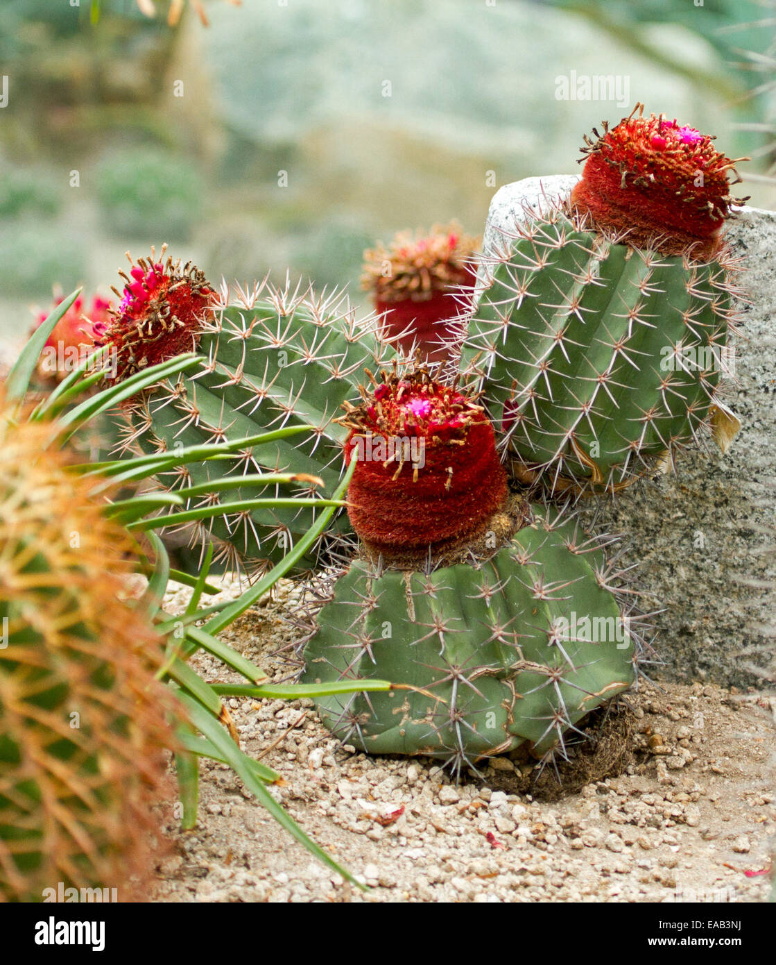 Groupe d', Melocactus Turk's Cap cactus, et croissant avec les fleurs rouges à Sun Pavilion à Gardens By The Bay à Singapour Banque D'Images