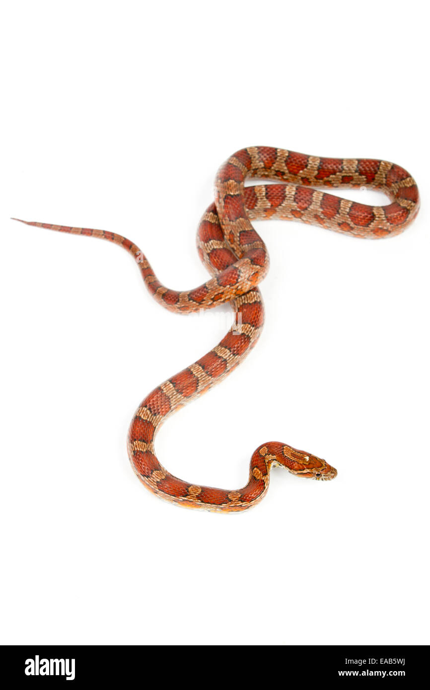 Elaphe guttata serpent..jeune boa constrictor sur un fond blanc. Banque D'Images