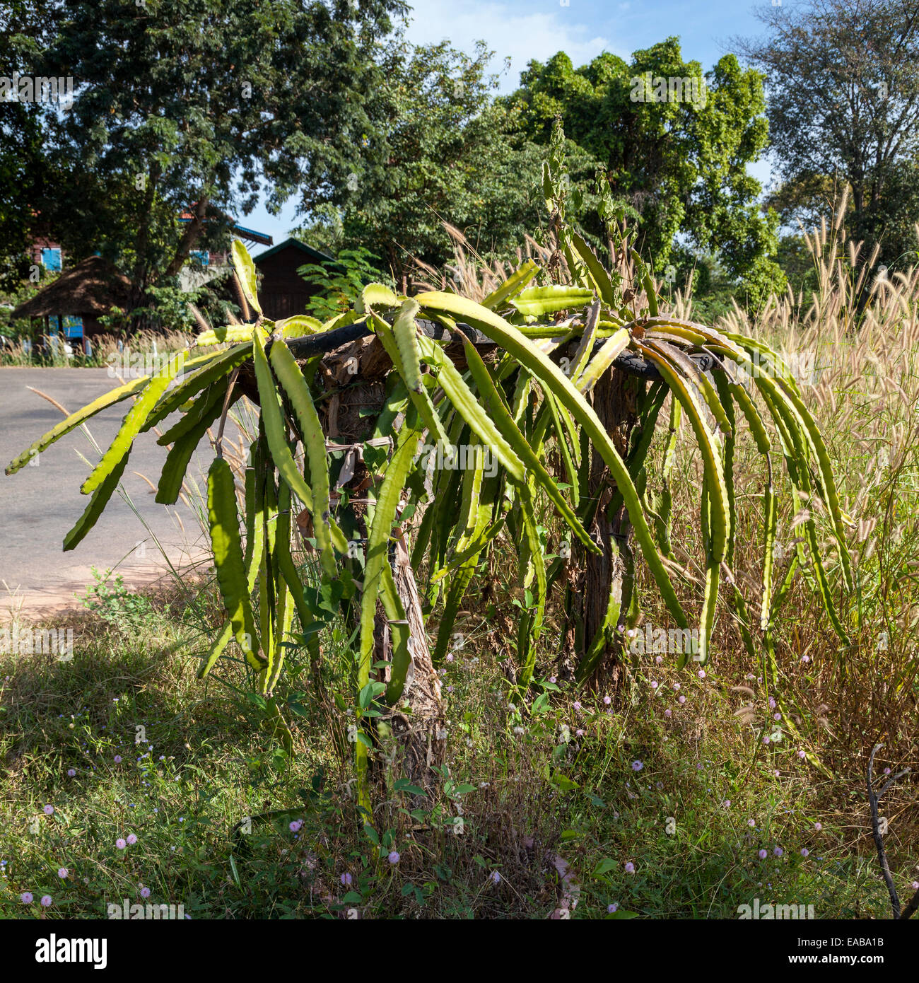 Le Cambodge. Fruit du dragon (Hylocereus undatus) Plante, sans fruits. Banque D'Images