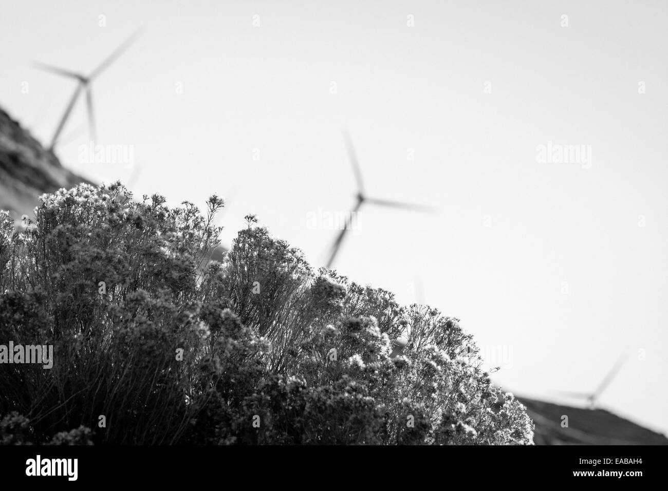 Certaines algues pinceau en contraste avec le réseau d'électricité renouvelable à la filature de produire des moulins à vent. Banque D'Images