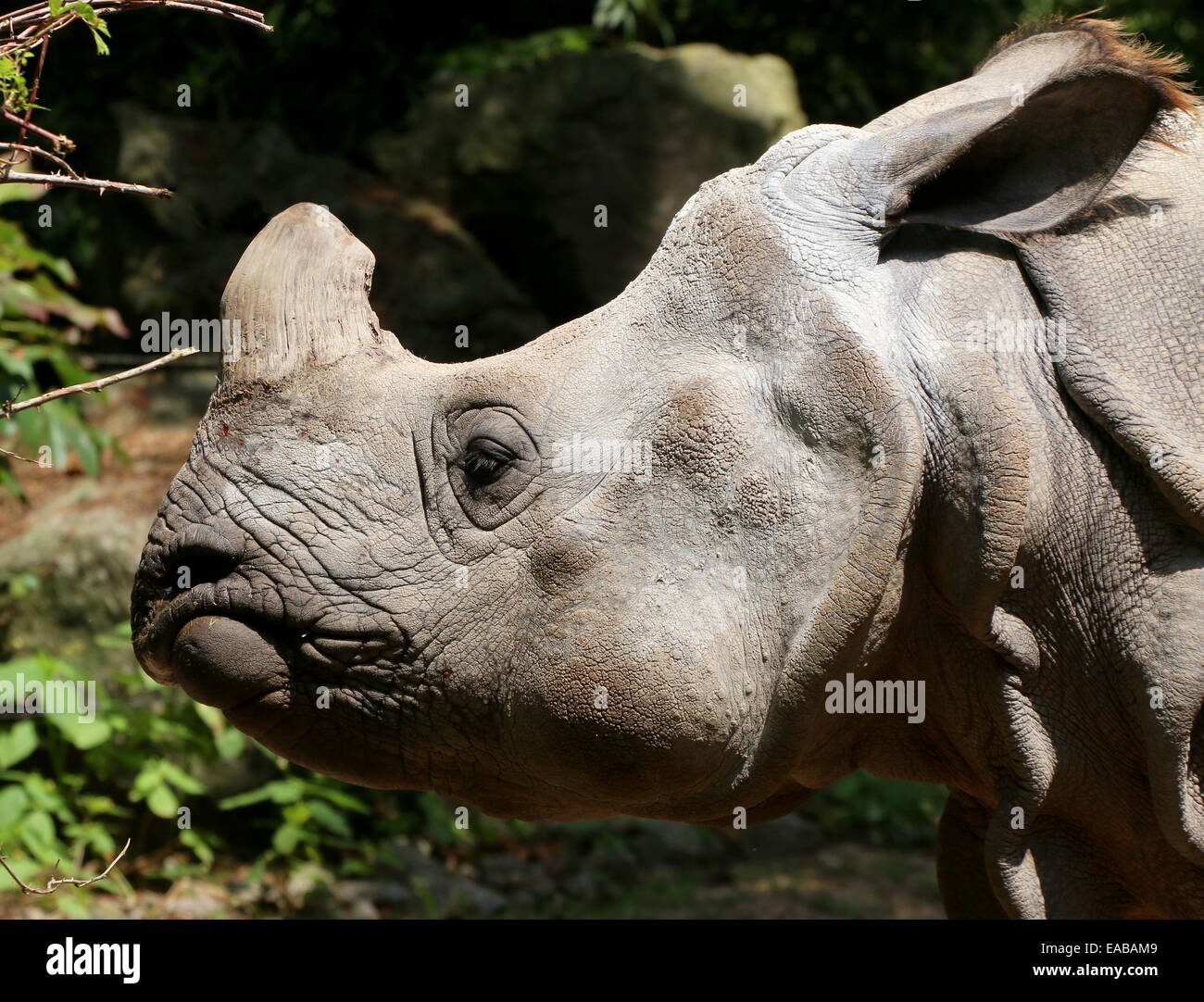 Les Indiens à une corne ( rhinocéros Rhinoceros unicornis) de profil, gros plan de la tête Banque D'Images
