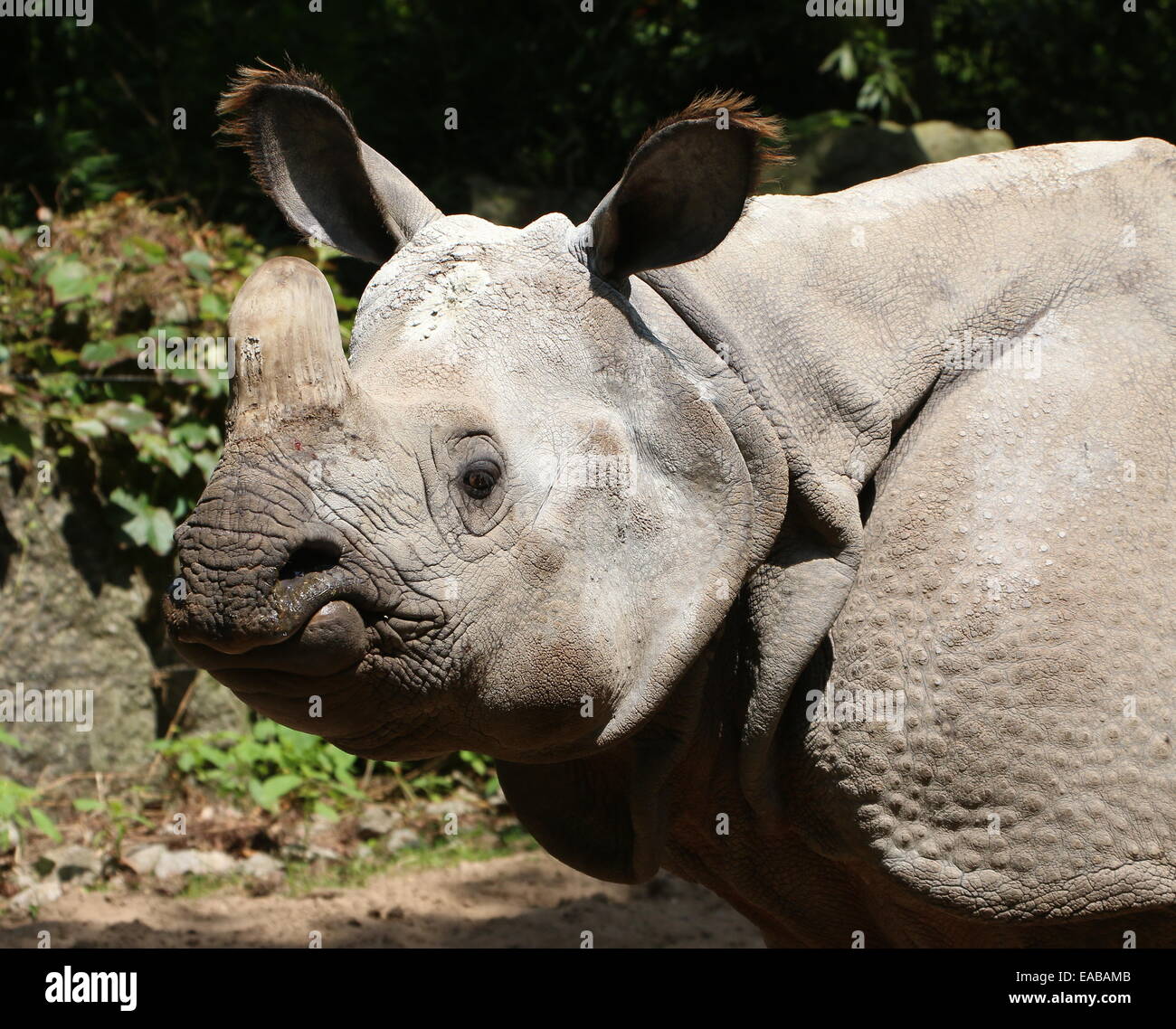 À une corne de rhinocéros indien (Rhinoceros unicornis), close-up de tête Banque D'Images