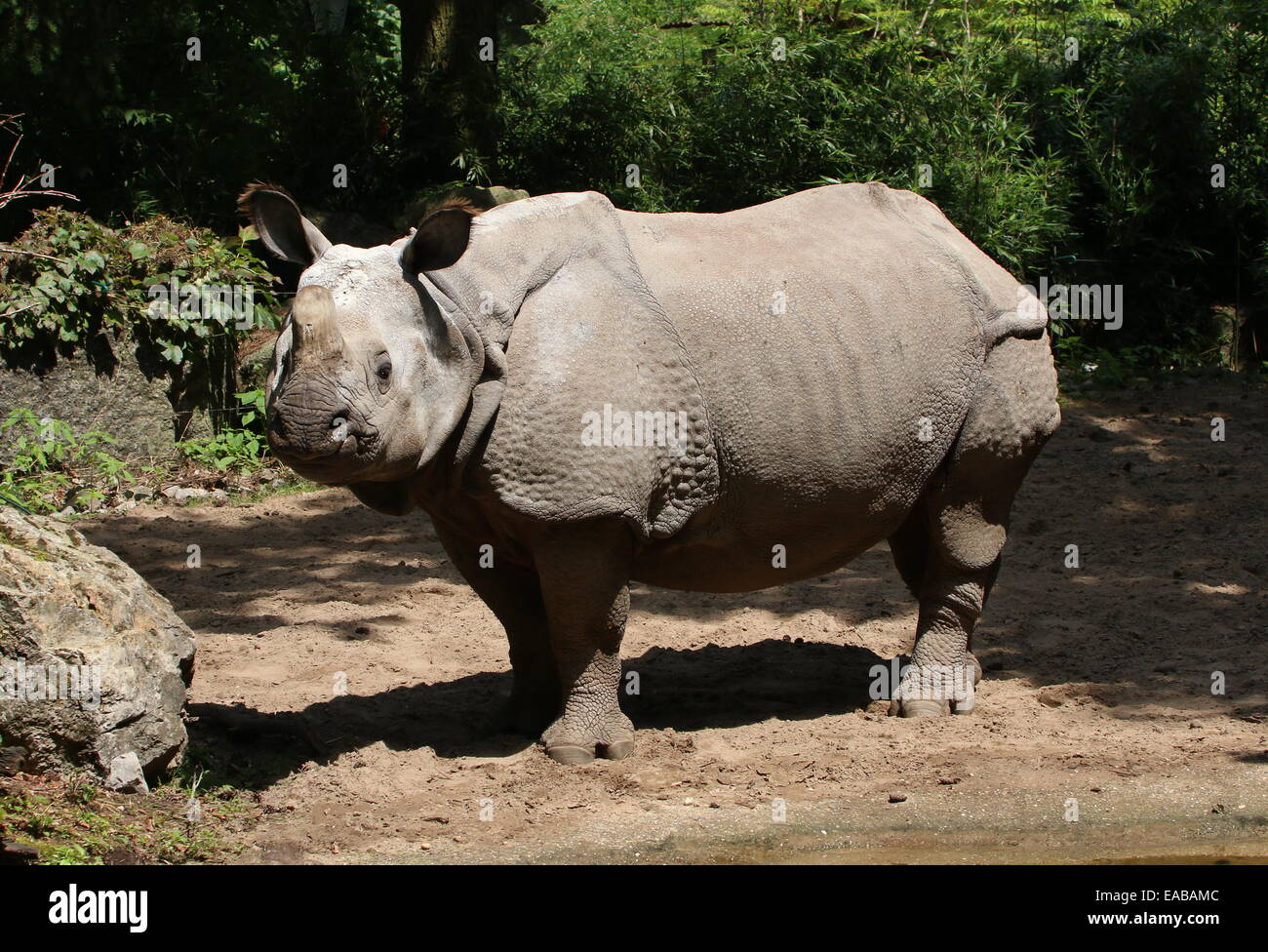 Les Indiens à une corne ( rhinocéros Rhinoceros unicornis) Banque D'Images