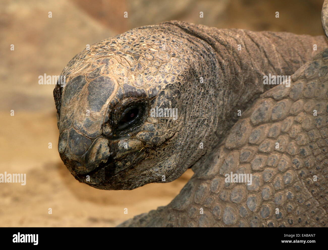 Tortue géante d'Aldabra ( Aldabrachelys gigantea ou Dipsochelys dussumieri) Banque D'Images