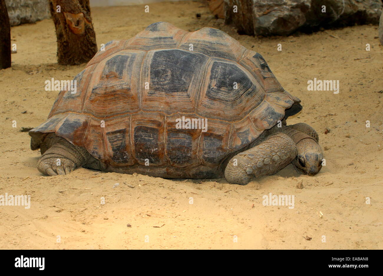 Tortue géante d'Aldabra ( Aldabrachelys gigantea ou Dipsochelys dussumieri) Banque D'Images