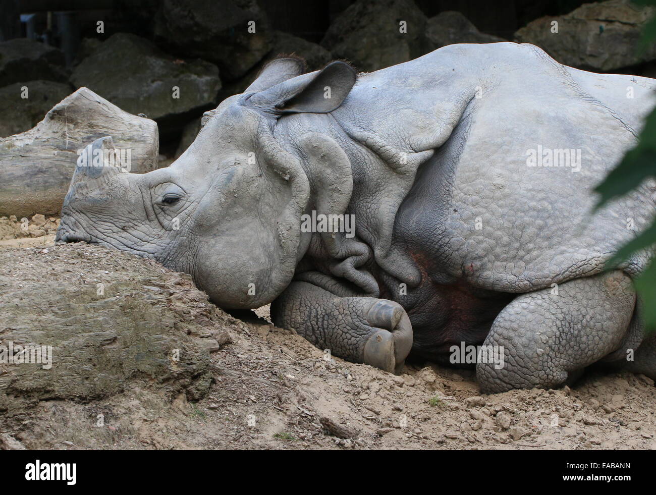 Les Indiens à une corne ( rhinocéros Rhinoceros unicornis) gisant sur le sol Banque D'Images