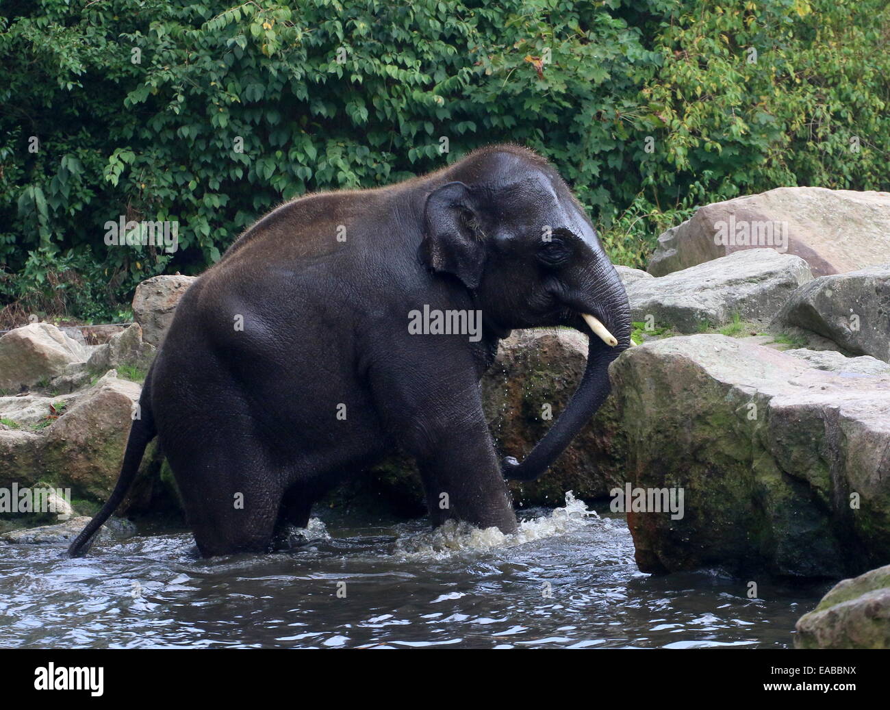 Jeune taureau éléphant d'Asie (Elephas maximus) pour en revenir à terre après le bain Banque D'Images