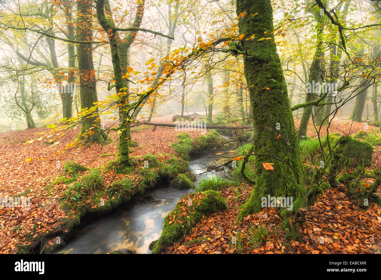 Automne Misty woodland et Golitha Falls, fleuve à sur Bodmin Moor en Cornouailles Banque D'Images