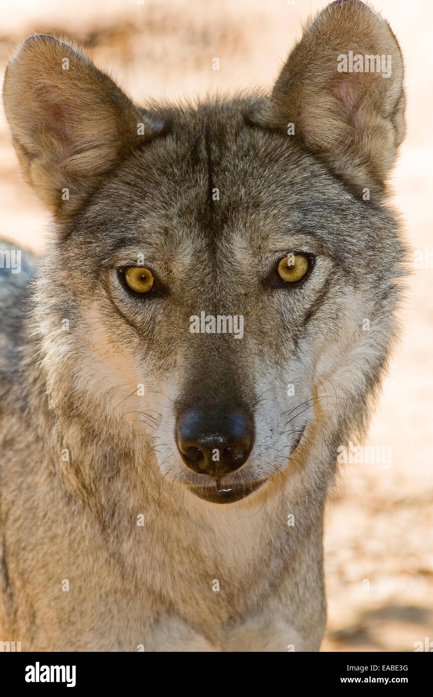 Canis lupus Loup Israéliens arabes, portrait Banque D'Images