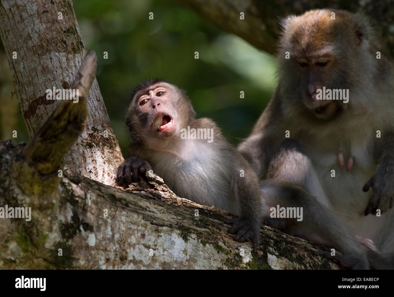 Manger du crabe - Macaca fascicularis macaque - l'alimentation et le toilettage, le parc national de Bako, Sarawak, Malaisie Banque D'Images
