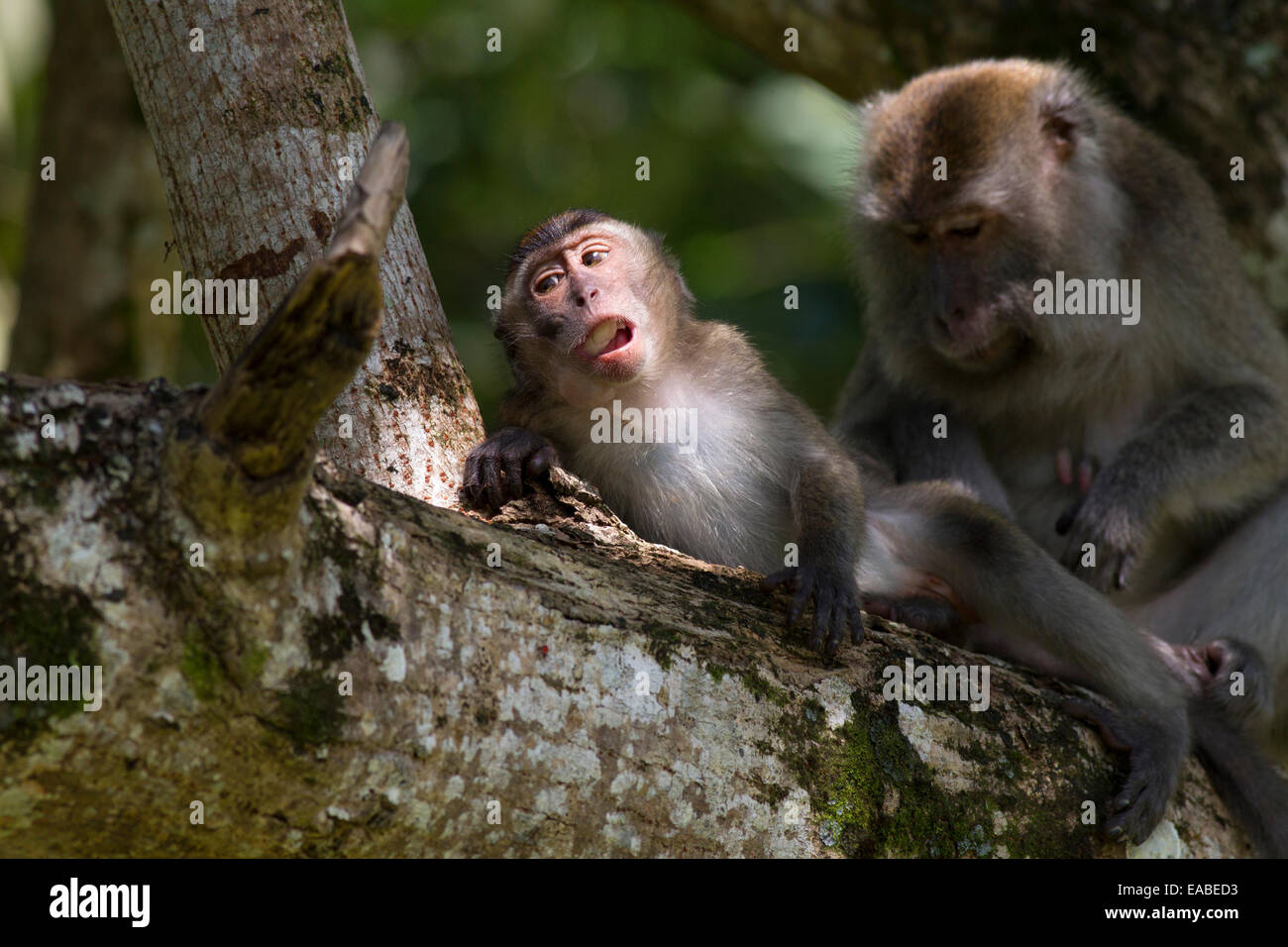 Manger du crabe - Macaca fascicularis macaque - l'alimentation et le toilettage, le parc national de Bako, Sarawak, Malaisie Banque D'Images