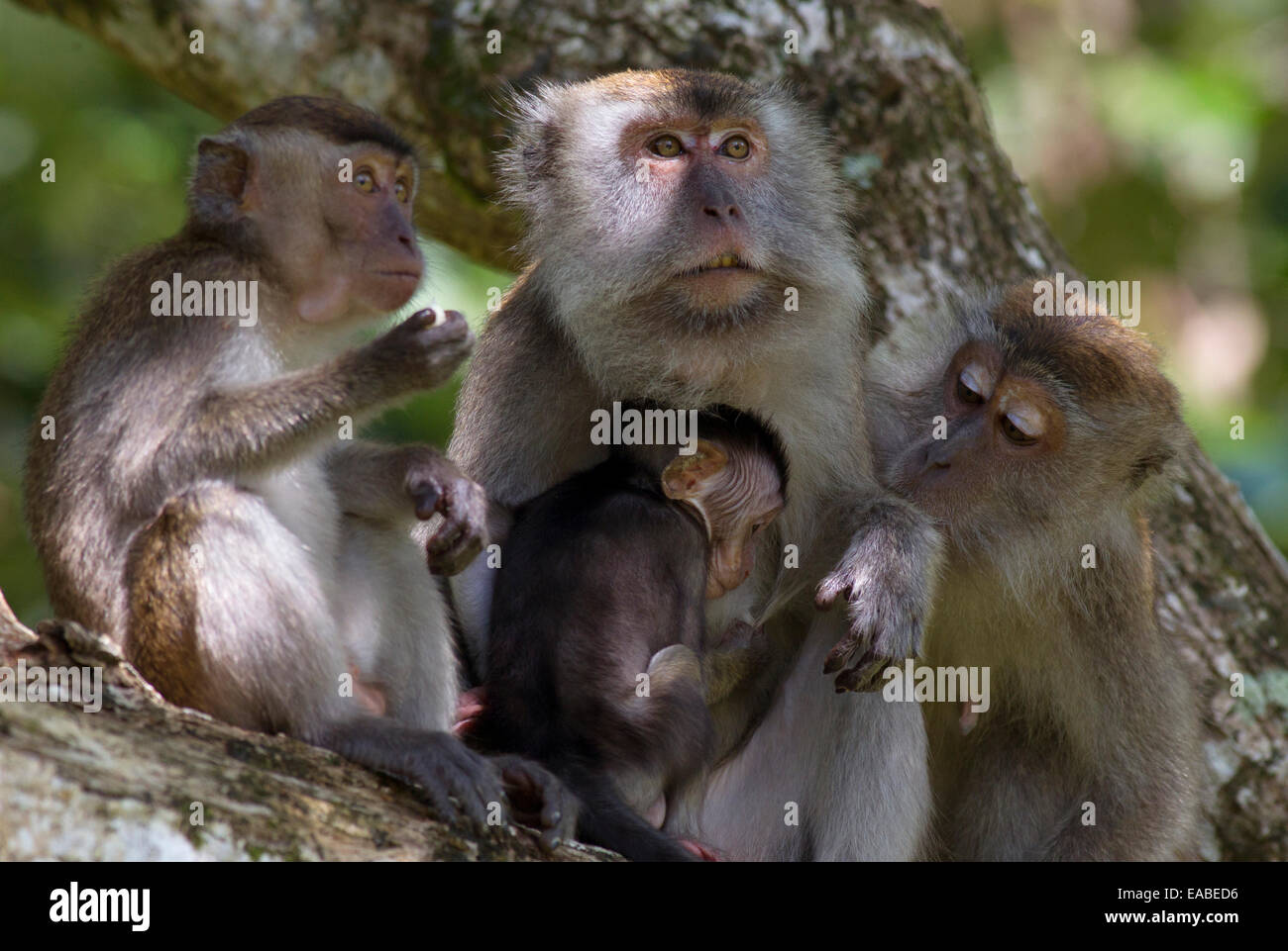 Manger du crabe - Macaca fascicularis macaque - groupe familial, parc national de Bako, Sarawak, Malaisie Banque D'Images