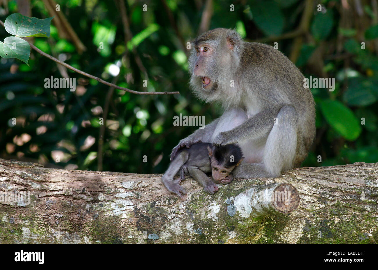 Manger du crabe - Macaca fascicularis macaque - mère avec bébé, parc national de Bako, Sarawak, Malaisie Banque D'Images