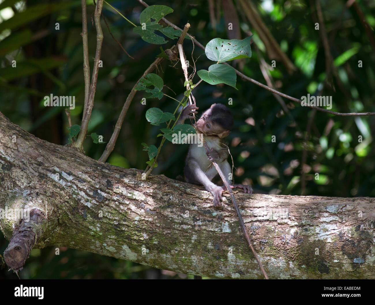 Manger du crabe - Macaca fascicularis macaque - bébé, parc national de Bako, Sarawak, Malaisie Banque D'Images