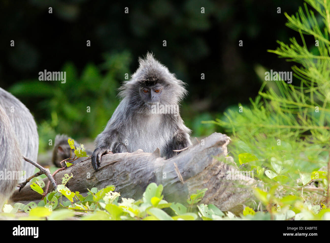 - Trachypithecus cristatus argenté Lutung - également connu comme le singe à la feuille d'argent, parc national de Bako, Sarawak, Malaisie Banque D'Images