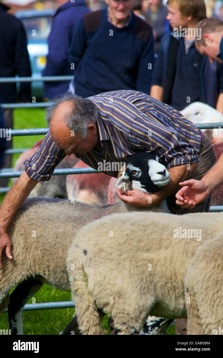 Man showing his Swaledale moutons. Salon de l'agriculture Hesket Newmarket, Hesket Newmarket, Cumbria, Angleterre, Royaume-Uni. Banque D'Images