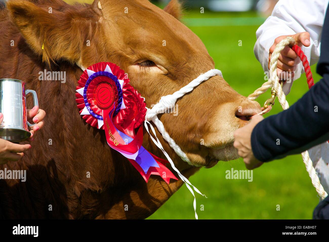 Taureau avec premier prix rosette à Hesket Newmarket Comice agricole, Hesket Newmarket, Cumbria, Angleterre, Royaume-Uni. Banque D'Images