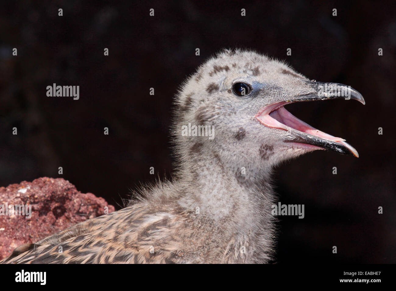 Pattes jaunes (Larus michahellis) pullus poussin ou d'environ une semaine Banque D'Images