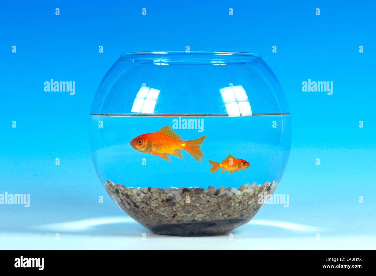Deux poissons rouges dans fishbowl Banque D'Images