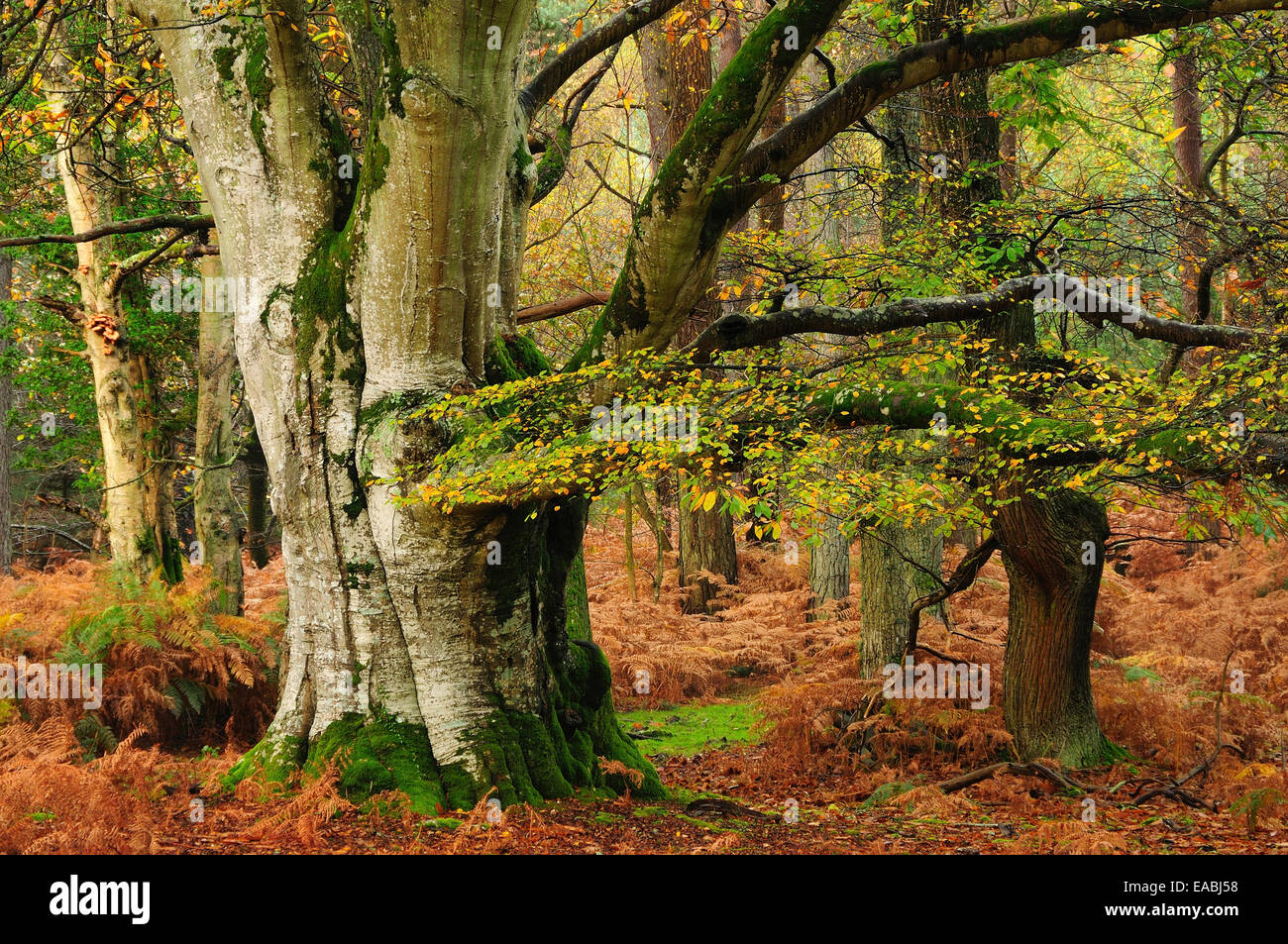 Mark de bois de frêne, New Forest, Hampshire, Royaume-Uni Banque D'Images