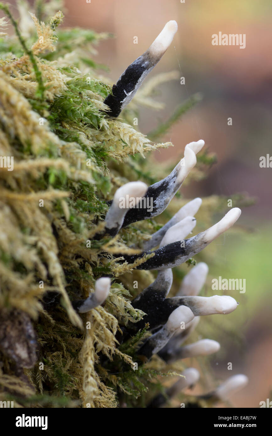 Le noir et blanc des organes de fructification du champignon, candelsnuff Xylaria hypoxylon Banque D'Images