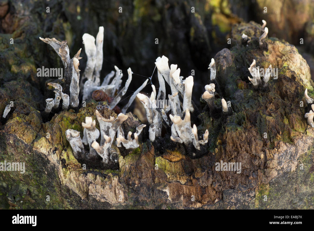 Le noir et blanc des organes de fructification du champignon, candlesnuff Xylaria hypoxylon Banque D'Images