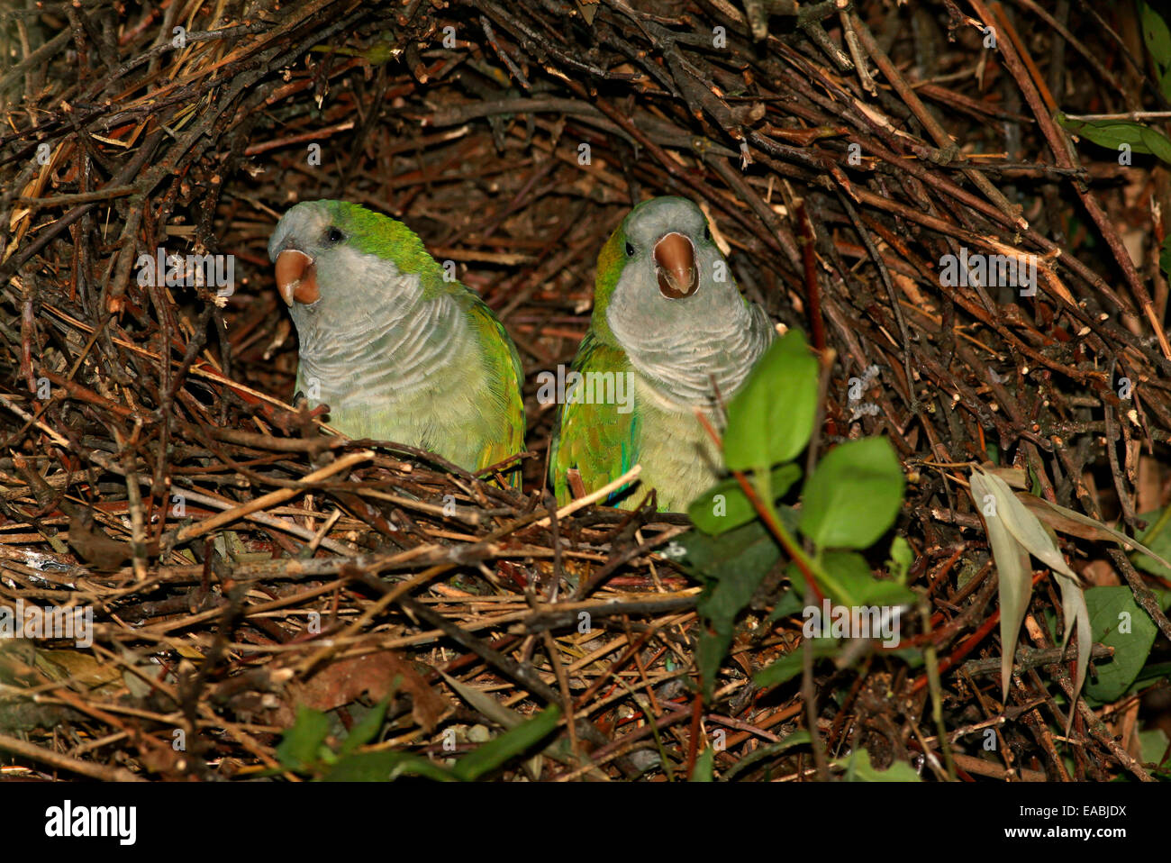 Perruche moine (Myiopsitta monachus) couple en nid coloniale Banque D'Images