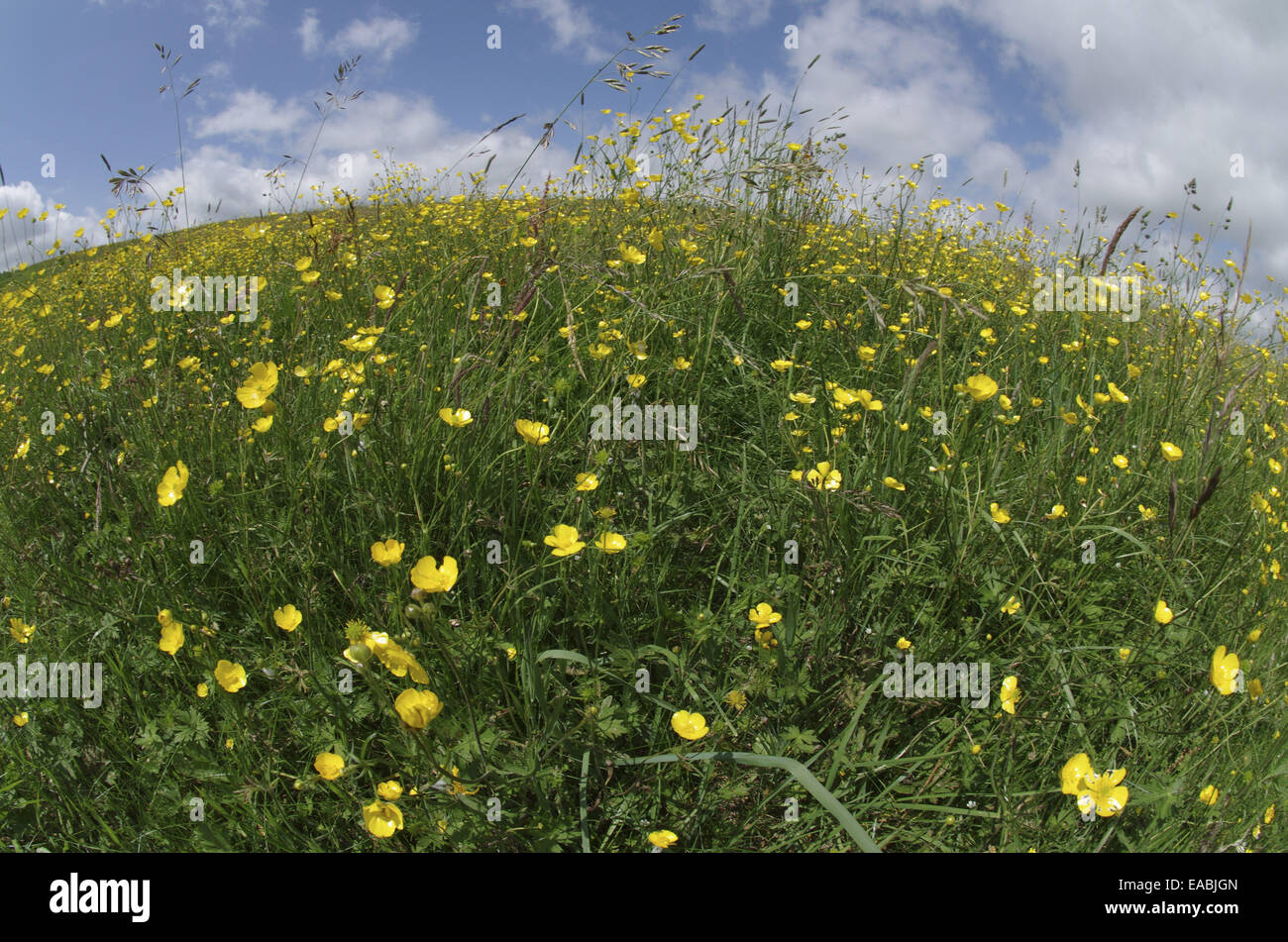 Fleurs jaunes au printemps meadow près de Lathkildale dans le Derbyshire UK Banque D'Images