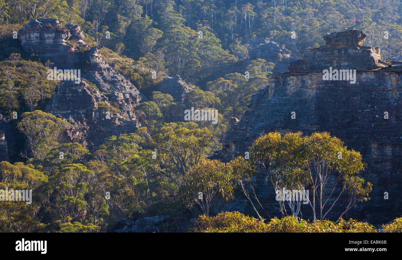 Vue sur le bush et gorges de grès robuste en parc national de Blue Mountains, NSW, Australie Banque D'Images