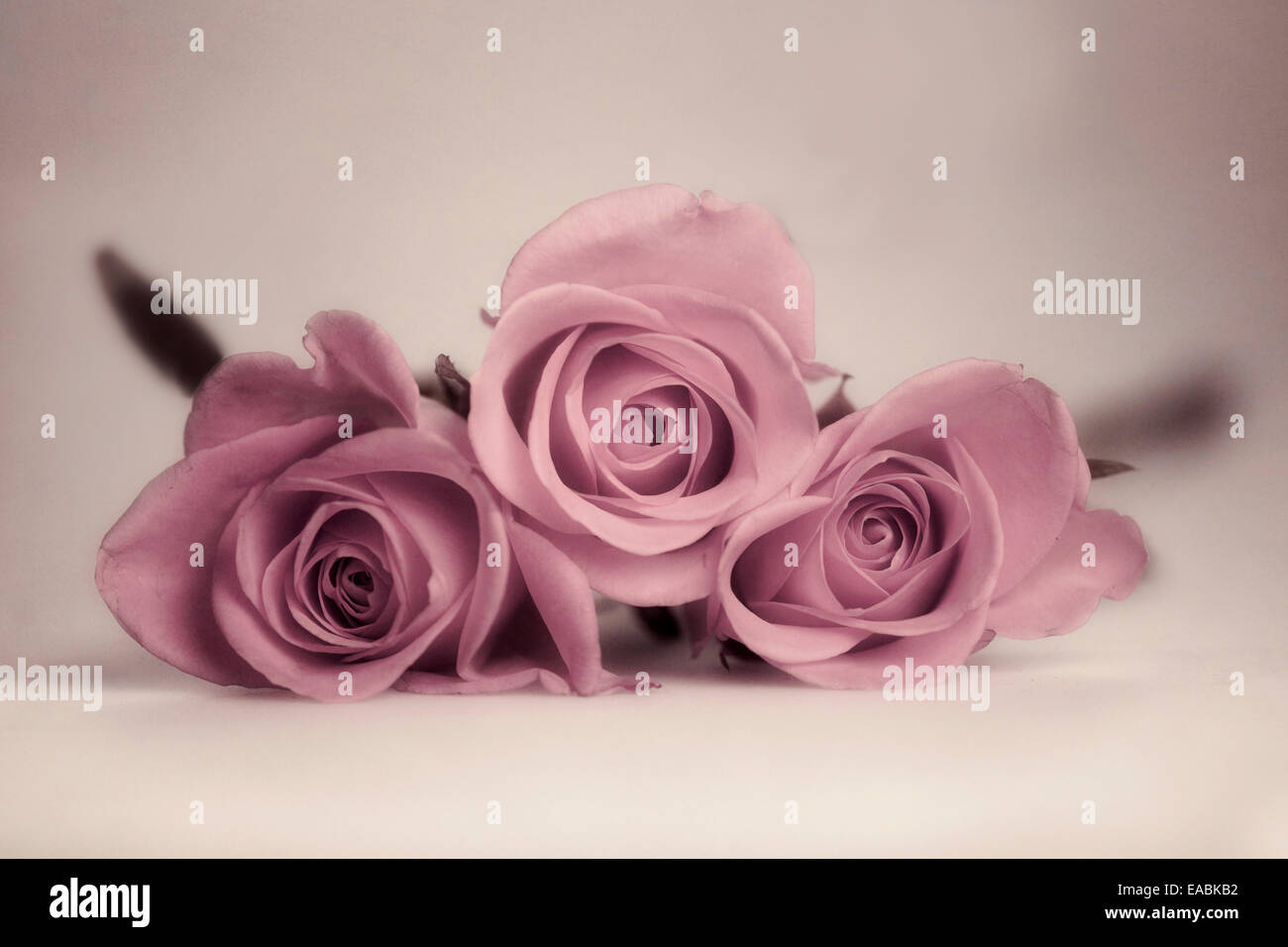 Rose rosa mauve Banque de photographies et d'images à haute résolution -  Alamy