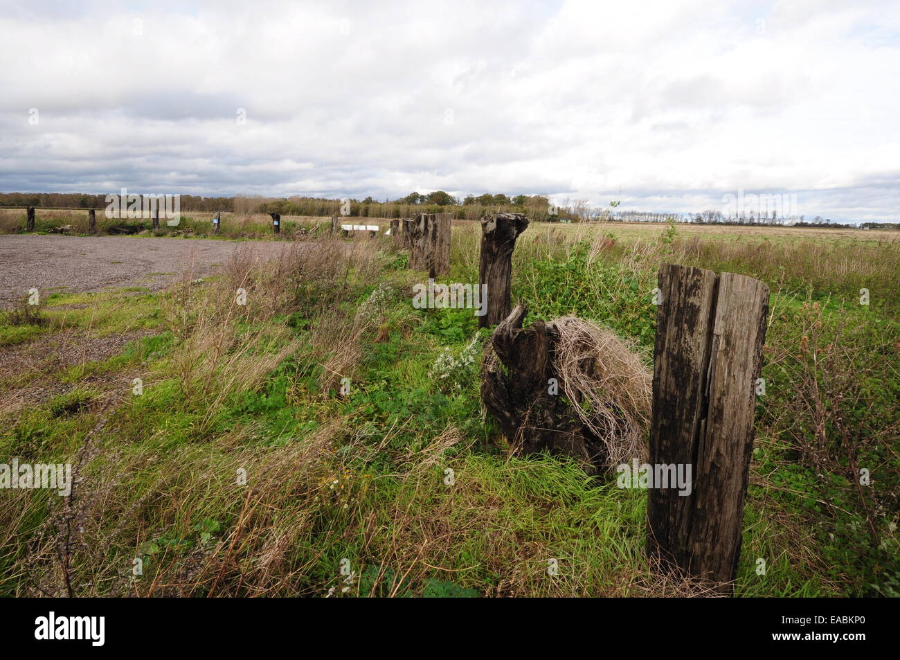 Chêne des marais au parking ferme leurre, Cambridgeshire Fens Banque D'Images