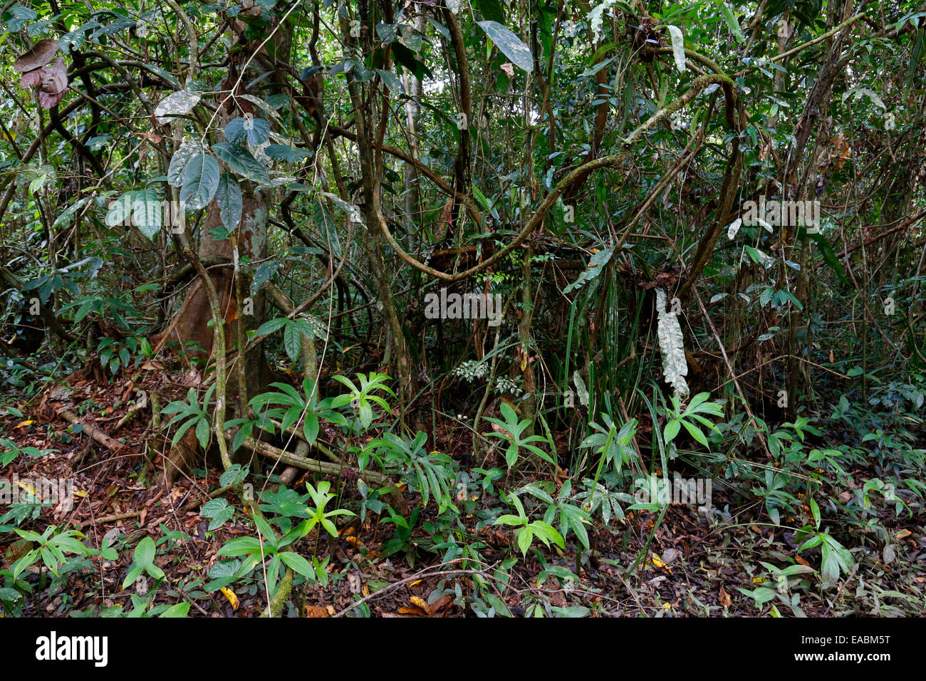 Forêt tropicale à l'INAH Parc National, Sarawak, Malaisie Banque D'Images