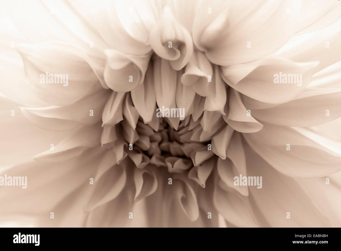 Dahlia, dahlia, Dahlia, Nénuphar noir et blanc. Banque D'Images