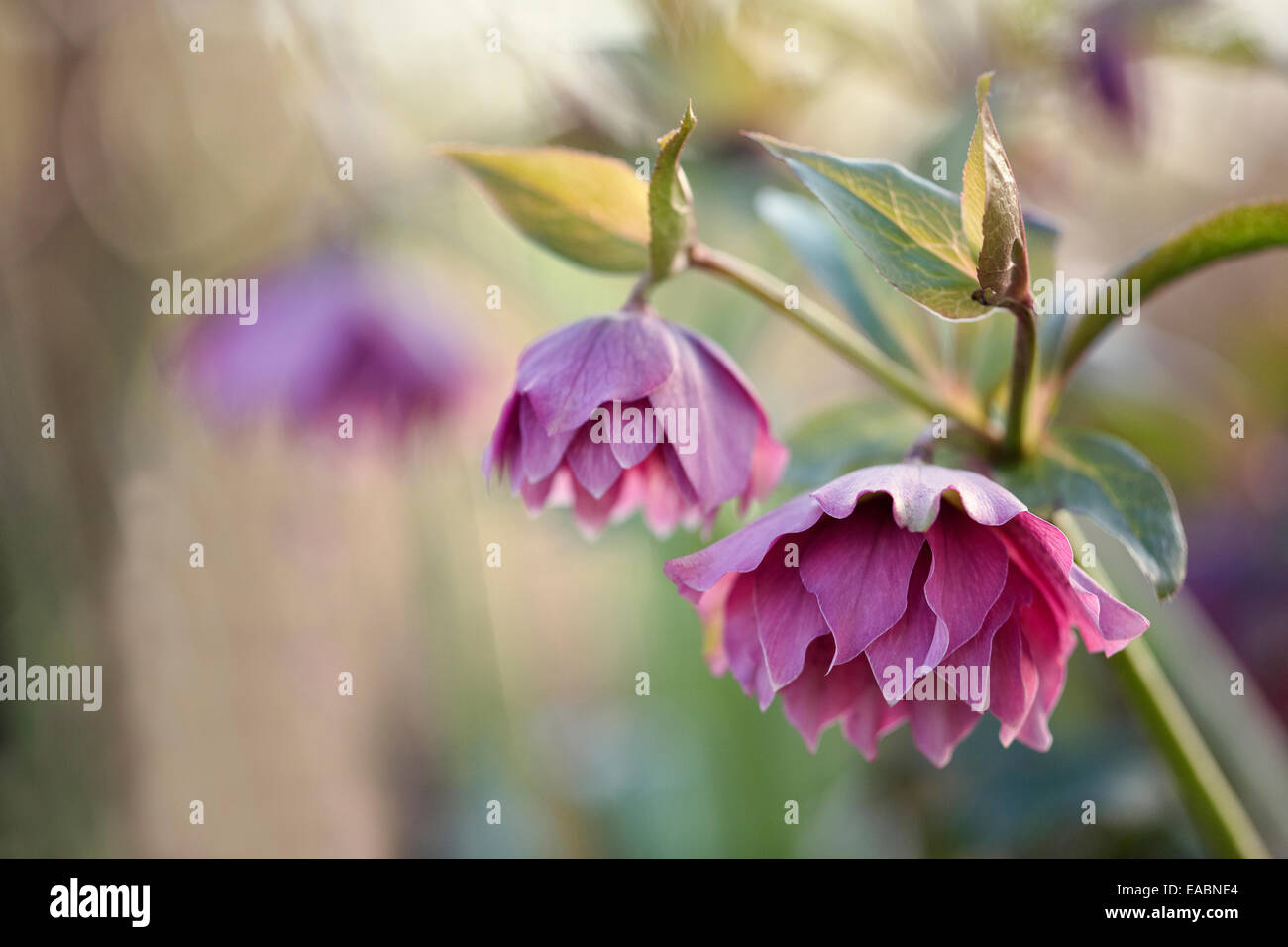 L'hellébore, Helleborus x hybridus 'Double Ellen Red', Violet sujet. Banque D'Images