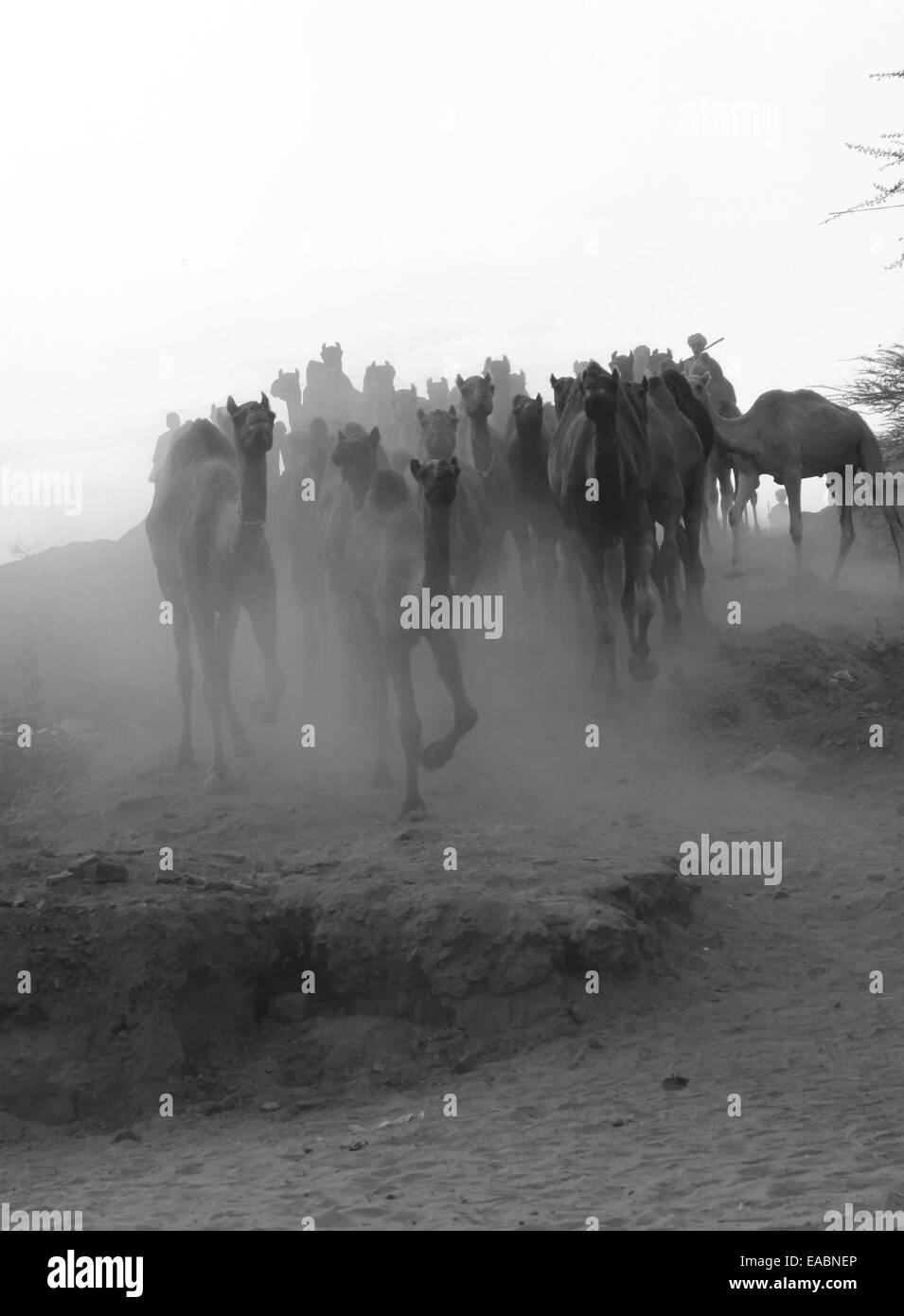 Animal, animaux, chameau, chameaux, de la culture, désert, dromadaires, équitable, de l'Inde, endroits, à l'extérieur, en plein air, Pushkar, Rajasthan, Ind Banque D'Images