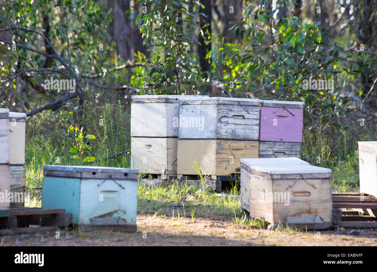Dans les boîtes de ruche fort-woodloand ironbark, Victoria, Australie Banque D'Images