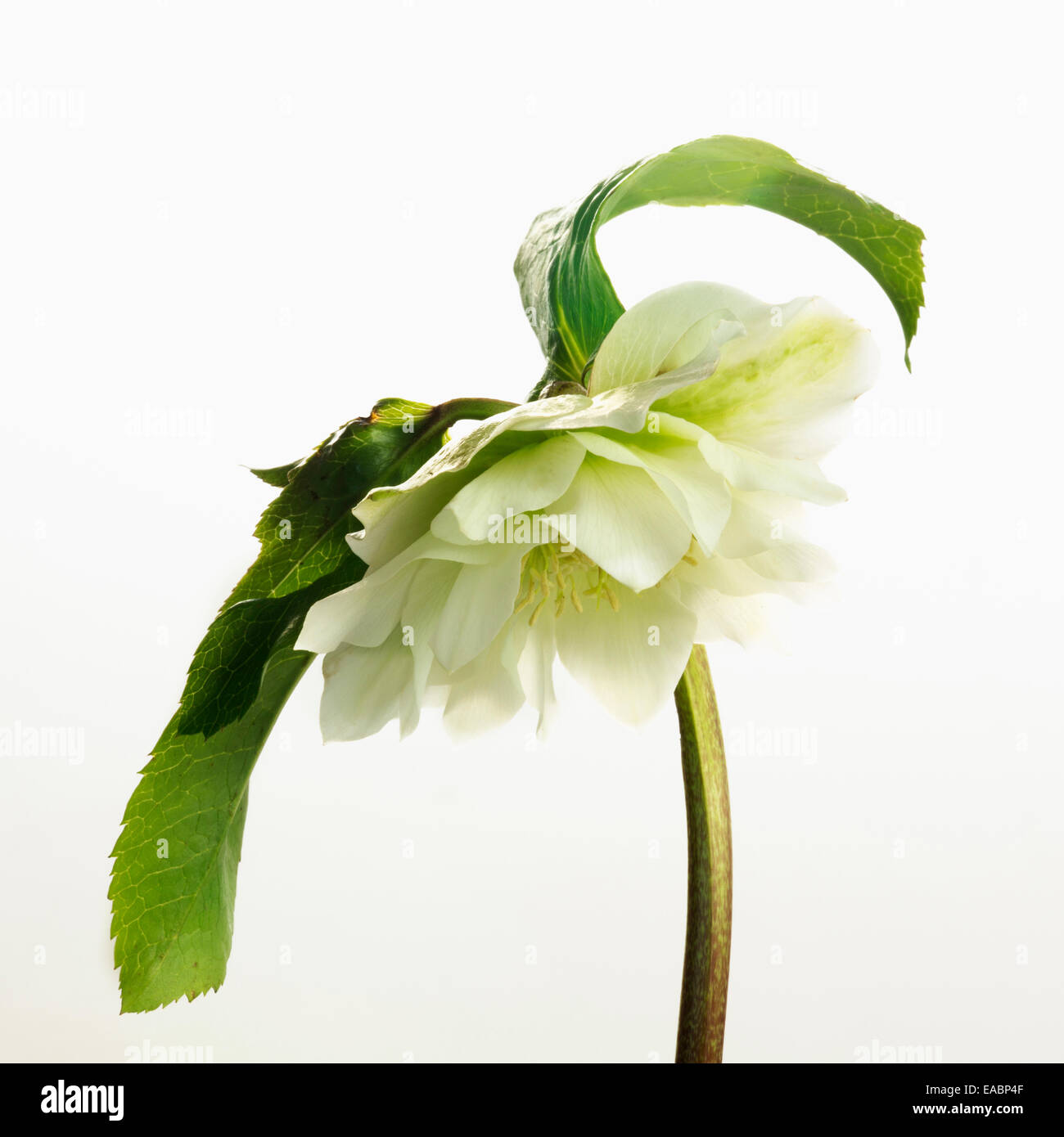 L'hellébore, Helleborus x hybridus 'Double Ellen White', vert matière, fond blanc. Banque D'Images