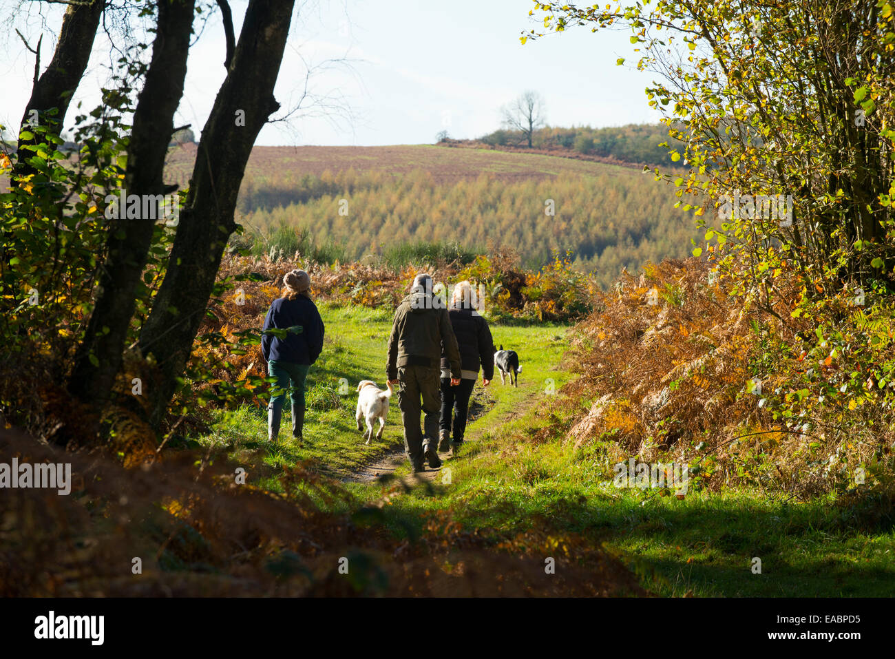 Les gens promènent leurs chiens dans Mortimer Forêt, Près de Ludlow, Shropshire, Angleterre. Banque D'Images