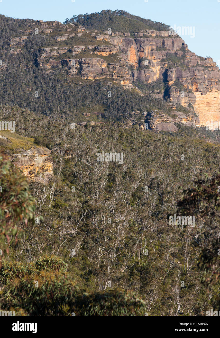 Vue sur le bush et ses falaises de grès robuste en parc national de Blue Mountains, NSW, Australie Banque D'Images
