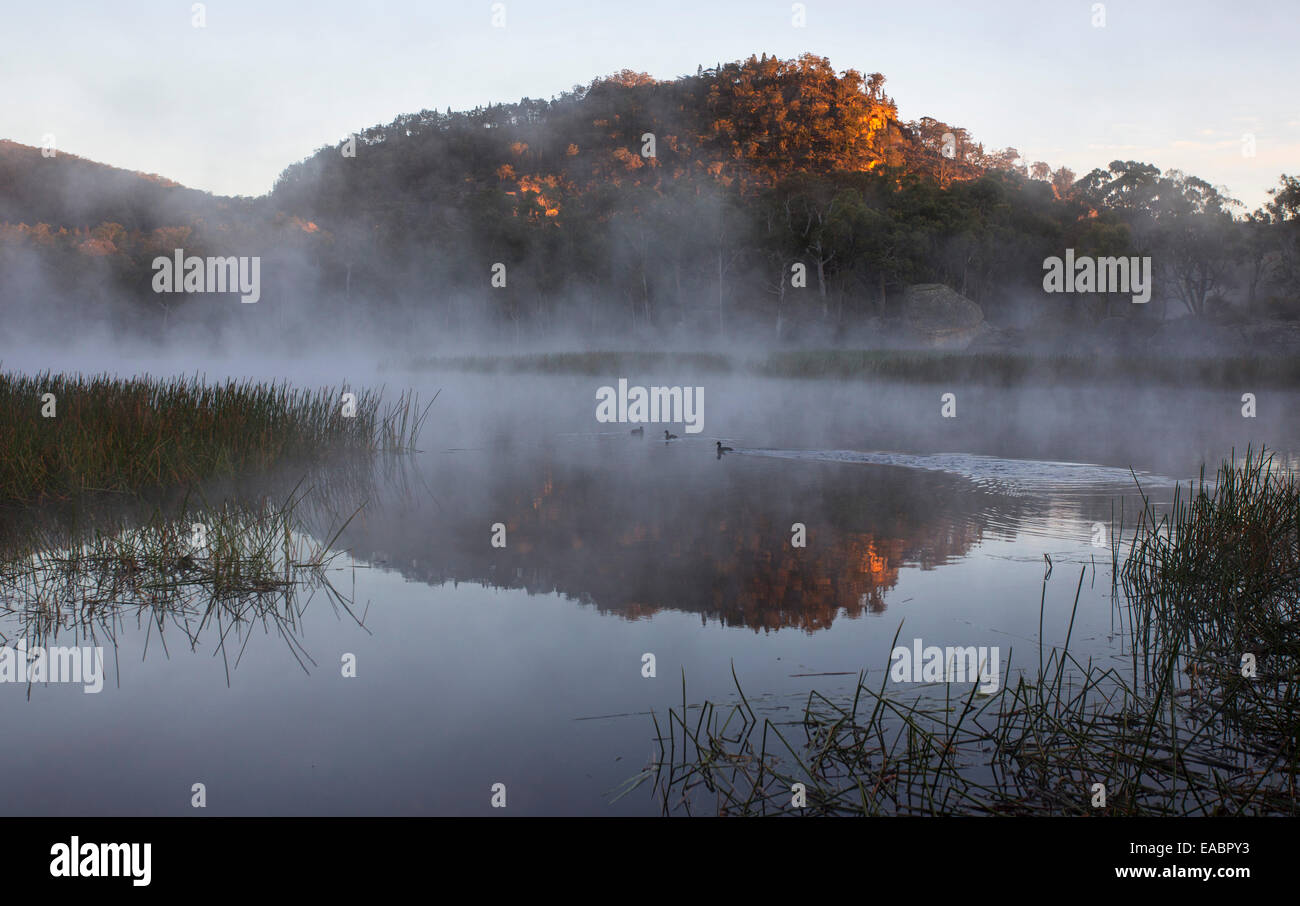 Mist passant d'une zone humide à l'aube, Dunnes Swamp, du Parc National Wollemi, NSW, Australie Banque D'Images